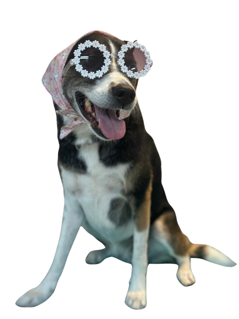 Book now - safe and fun dog boarding services at The Doggy Port