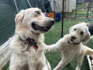 New Season, Happy Paws: Getting Your Dog Ready for Spring Fun!