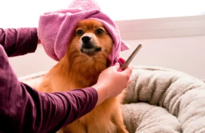The “Driveway Spa”: Why The Doggy Port Mobile Grooming is the Ultimate Life Hack