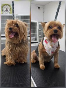 Spring Shedding Survival Guide: Why April is the Most Important Month for Grooming