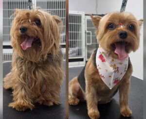 Spring Shedding Survival Guide: Why April is the Most Important Month for Grooming
