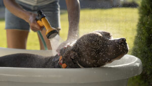 How Often Should You Bathe a Dog? Myths and Truths