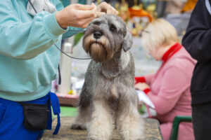 Mobile Grooming vs. Salon Visits: Which Is Right for Your Dog?