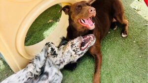 Holiday Travel Planning: Why Booking Your Dog’s Boarding Early Matters